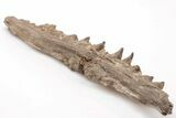 Fossil Fish (Cimolichthys) Jaw Section - Kansas #197617-3